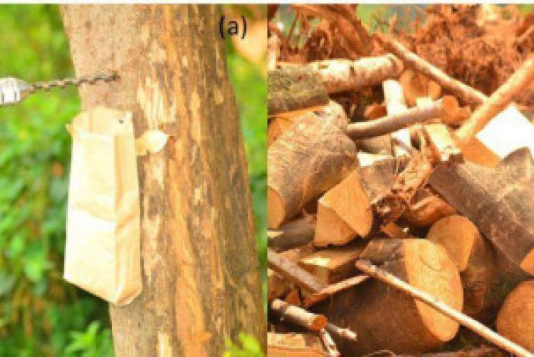 The two methods for wood density sampling (a) Auger method involving coring the tree trunk (b) conventional destructive method involving cutting discs.